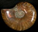 Flashy Red Iridescent Ammonite - Wide #10354-1